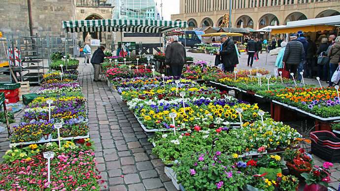 Frühjahr an unserem Marktstand in der chemnitzer Innenstadt