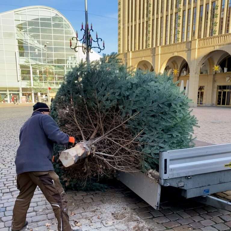 Weihnachtsbaum am Chemnitzer Markt wird gesägt.