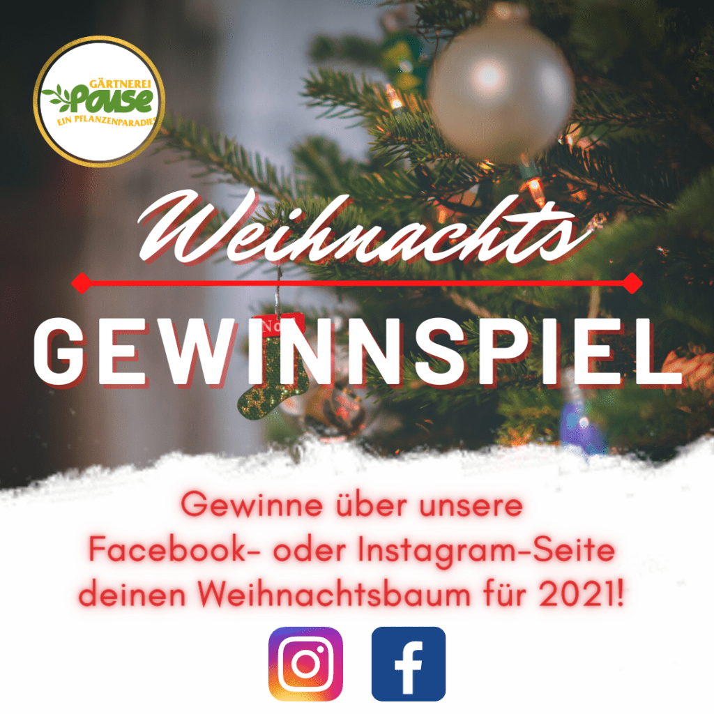 Gewinne deinen Weihnachtsbaum 🎄