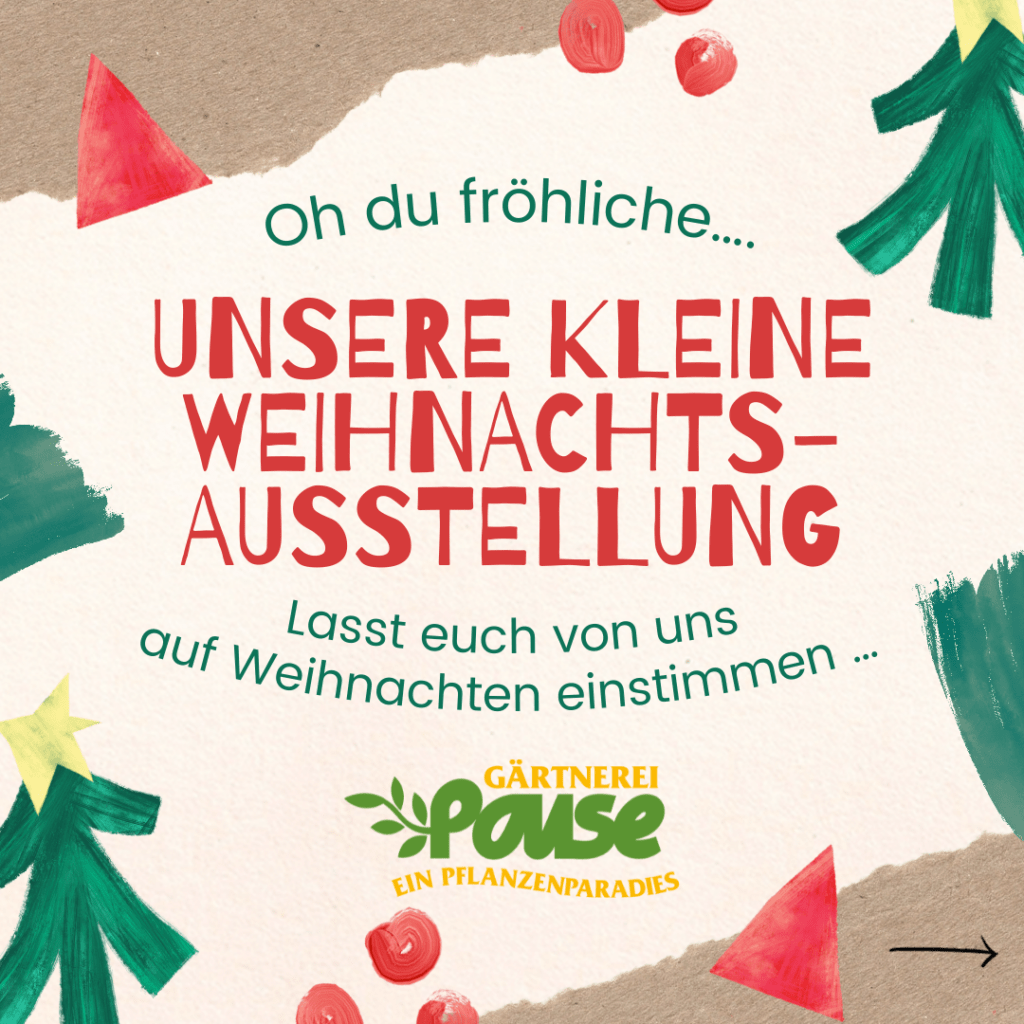 Kleine Weihnachtsschau 🎅🏻