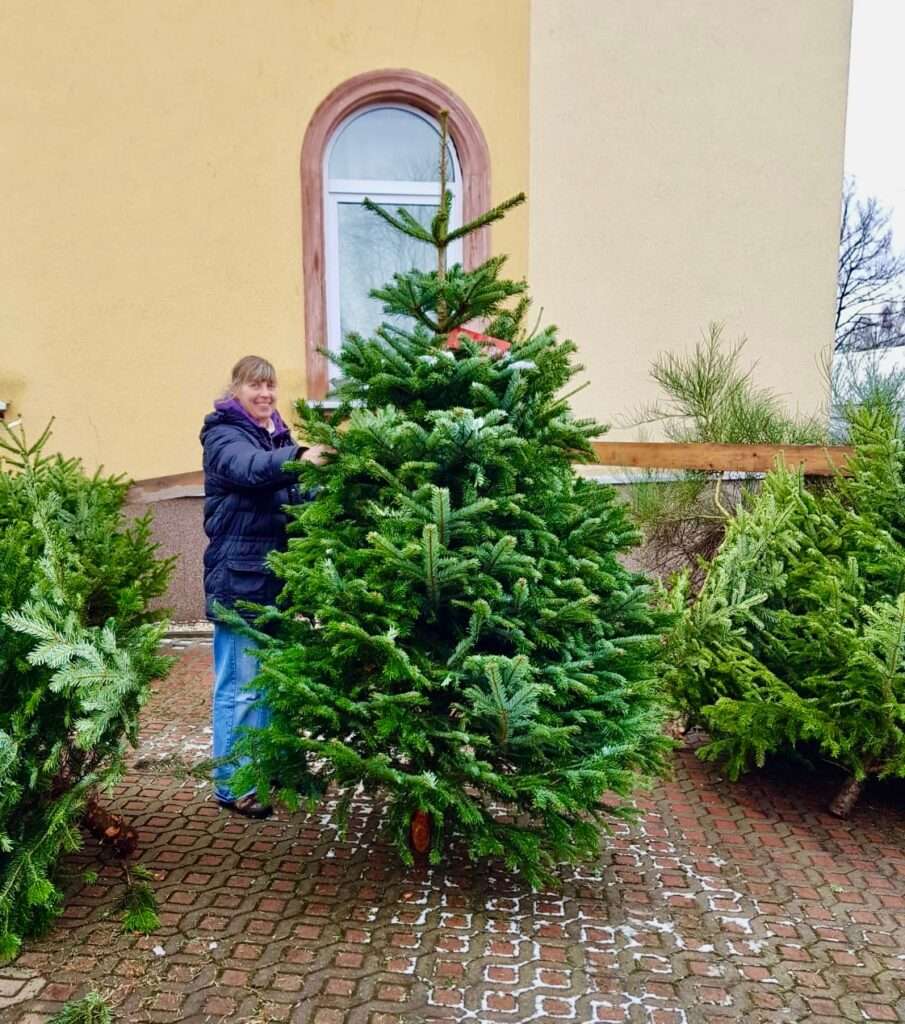 Frisch geschlagene Weihnachtsbäume